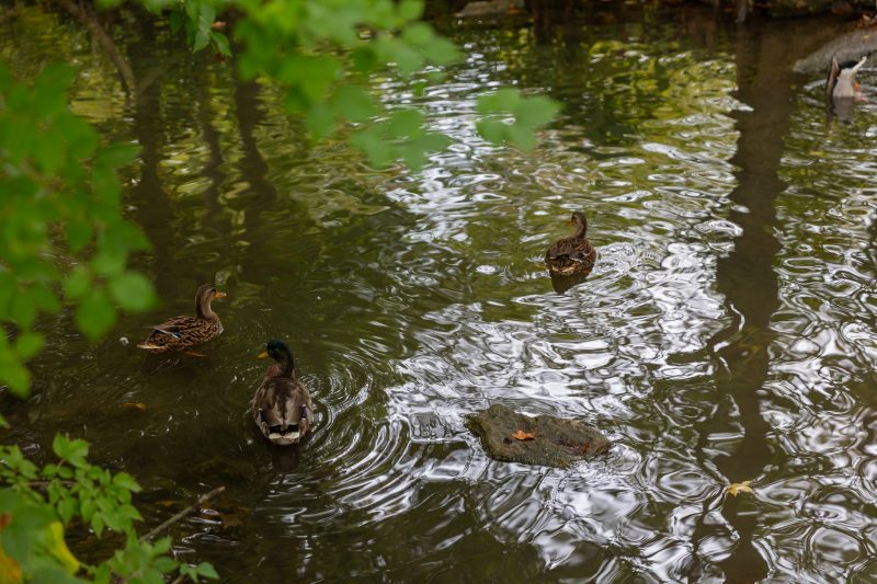 November 2025 Hokie Family eNews