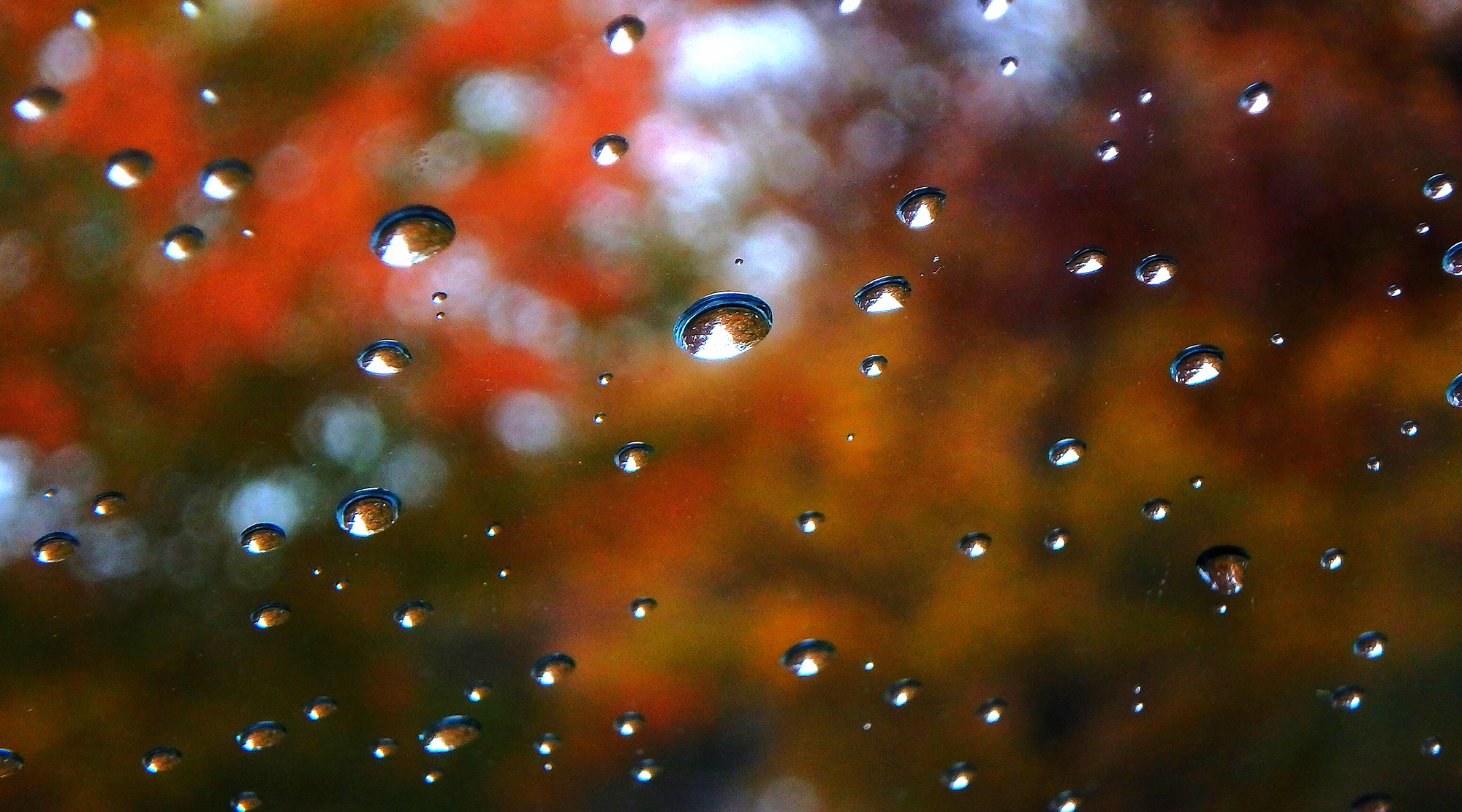 Raindrops on a window. Soft focused fall scenery behind.