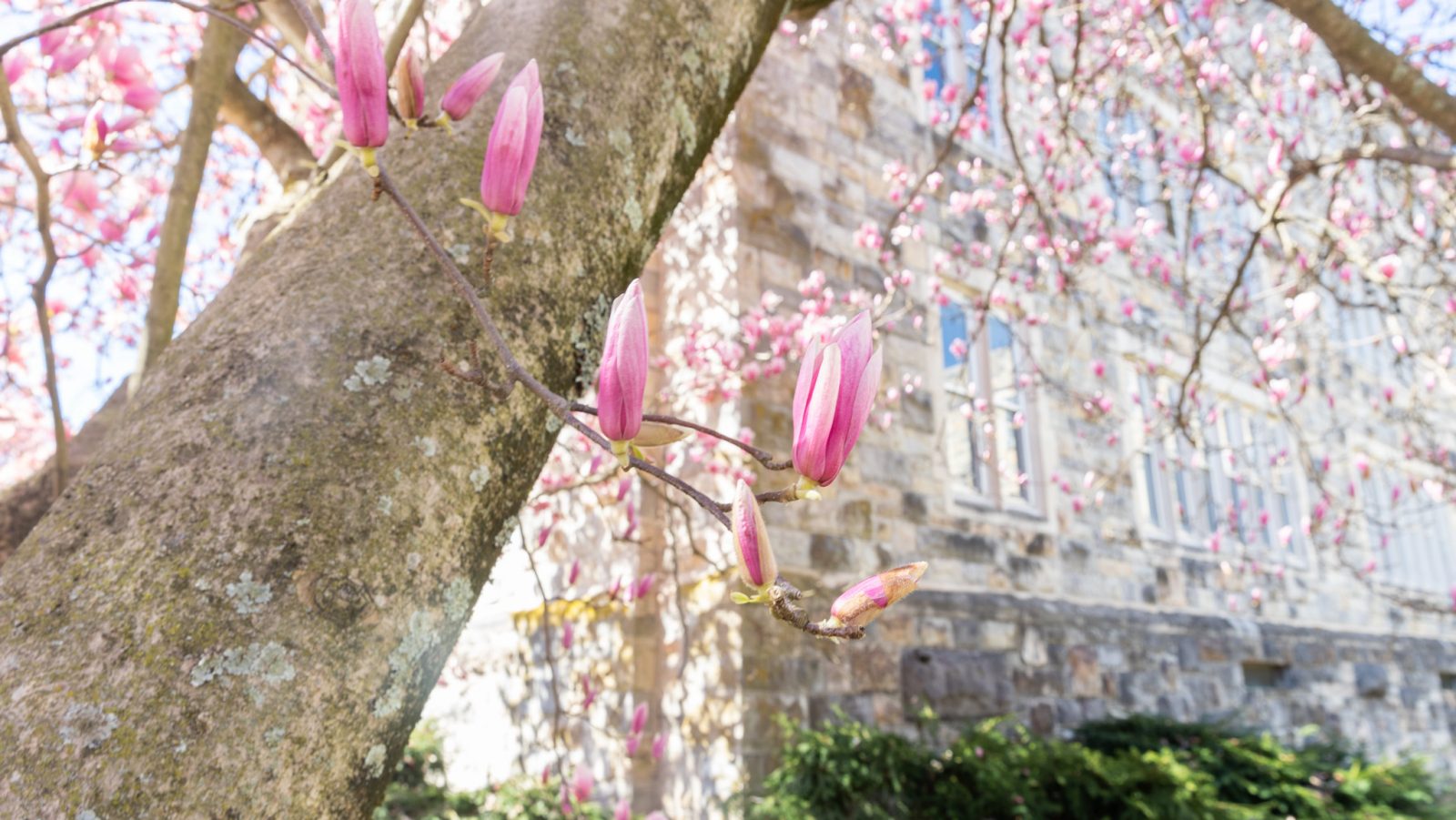 virginia tech admitted student tour